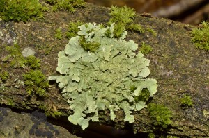 Tribe of Doris - Lichen